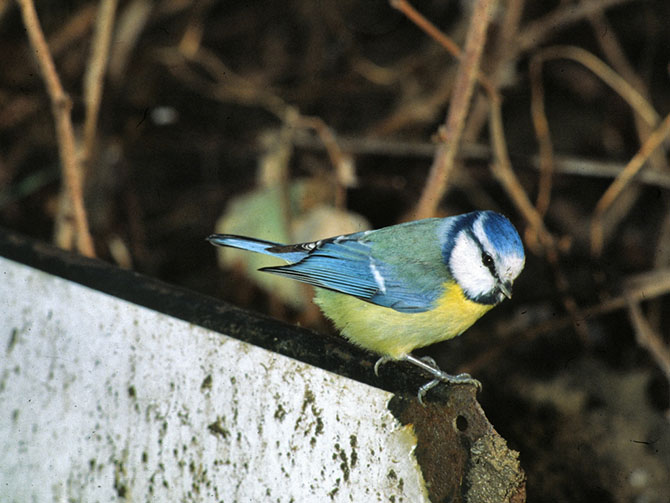 La Mésange bleue est très active dans la lutte contre le carpocapse - © CTIFL